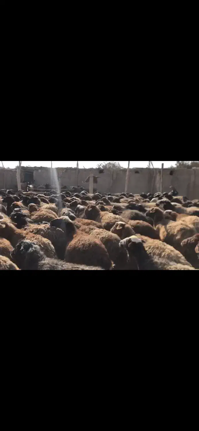 دام گوسفند بره میش بز بزغاله|حیوانات مزرعه|مهدی شهر, |دیوار