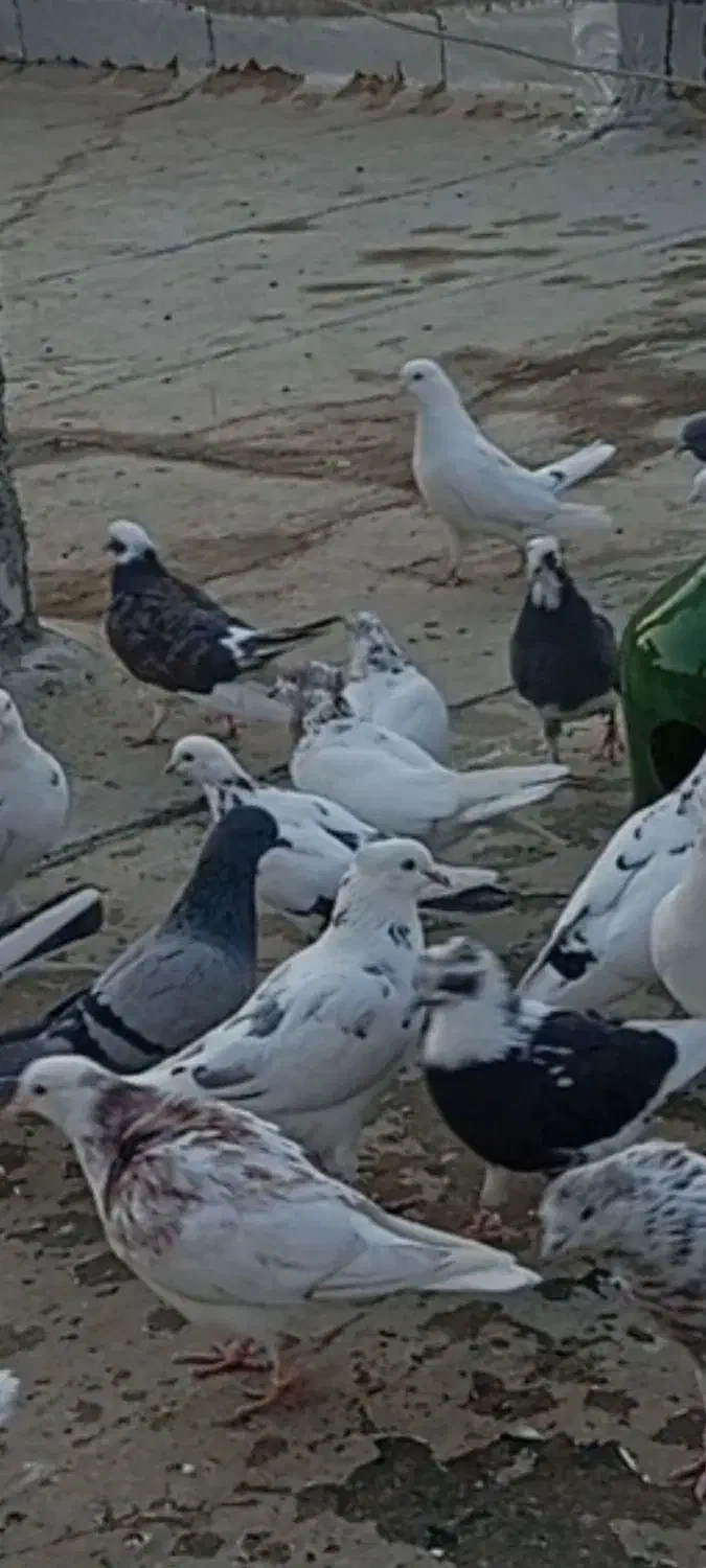 کبوتر،کفتر|پرنده|پاکدشت, پاکدشت (مامازند)|دیوار