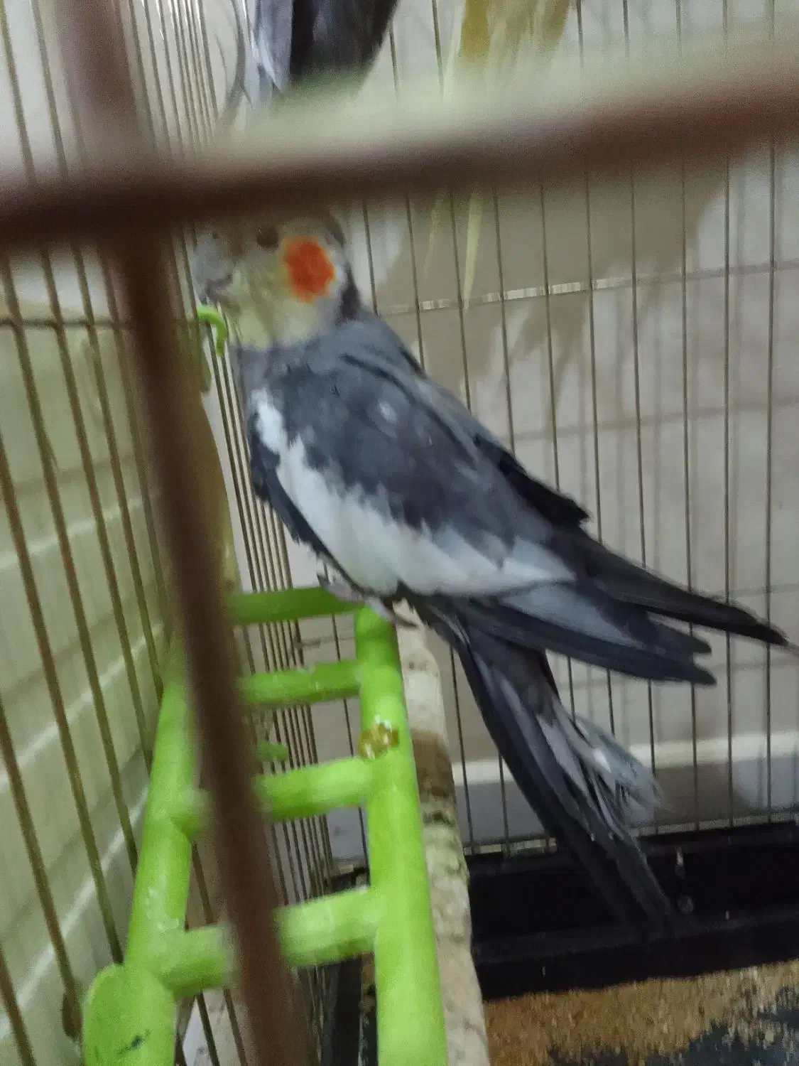 طوطی|پرنده|جلفا, |دیوار