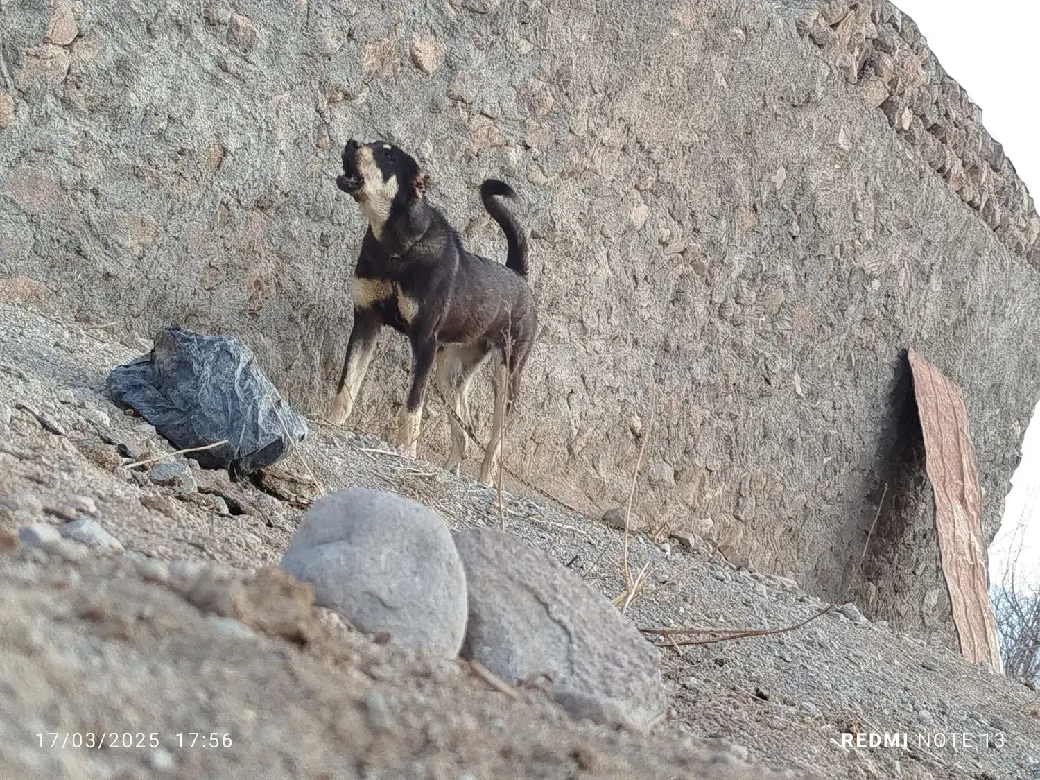 ماده عراقی|سگ|یامچی, |دیوار