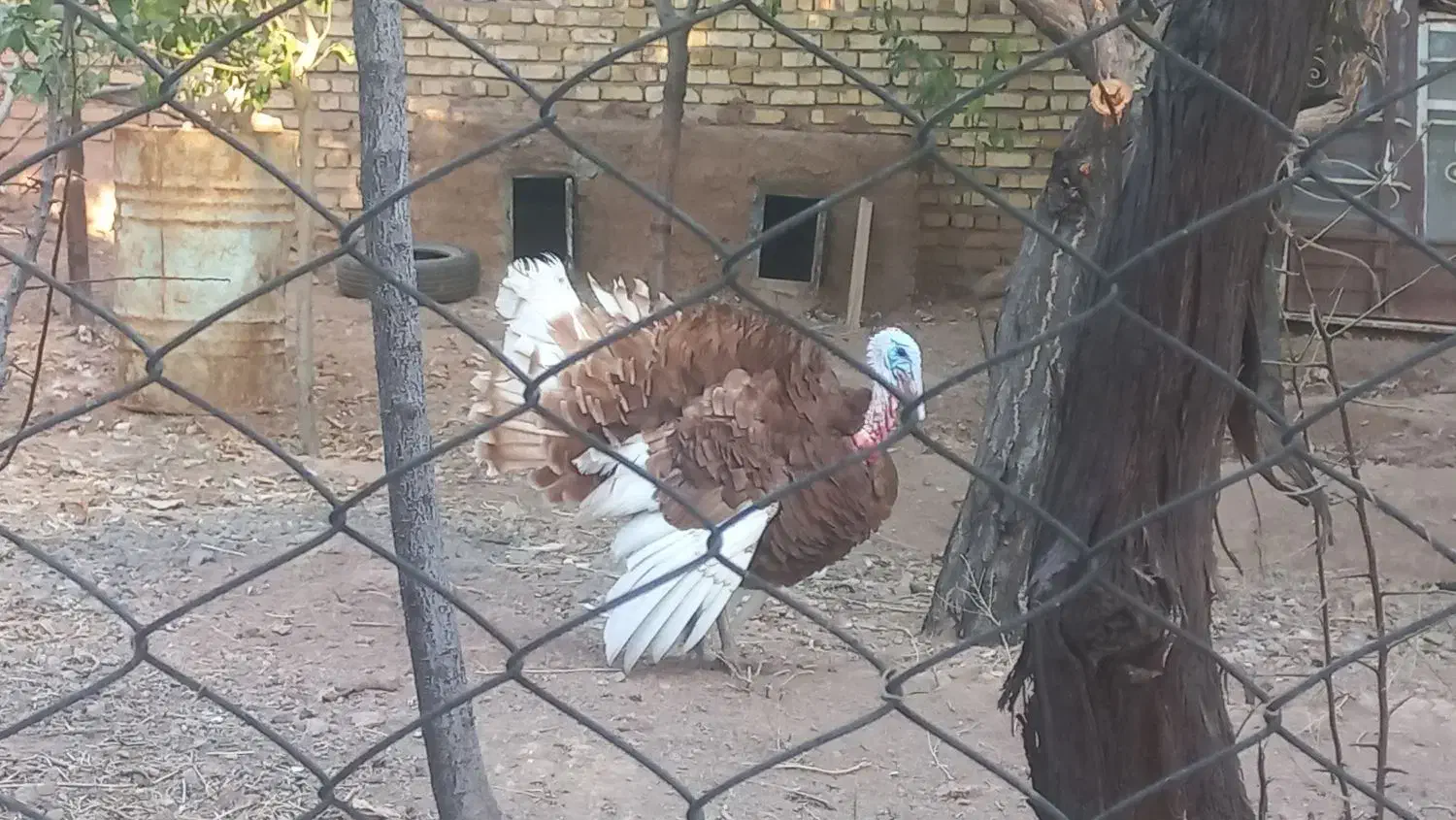 بوقلمون|حیوانات مزرعه|تاکستان, |دیوار