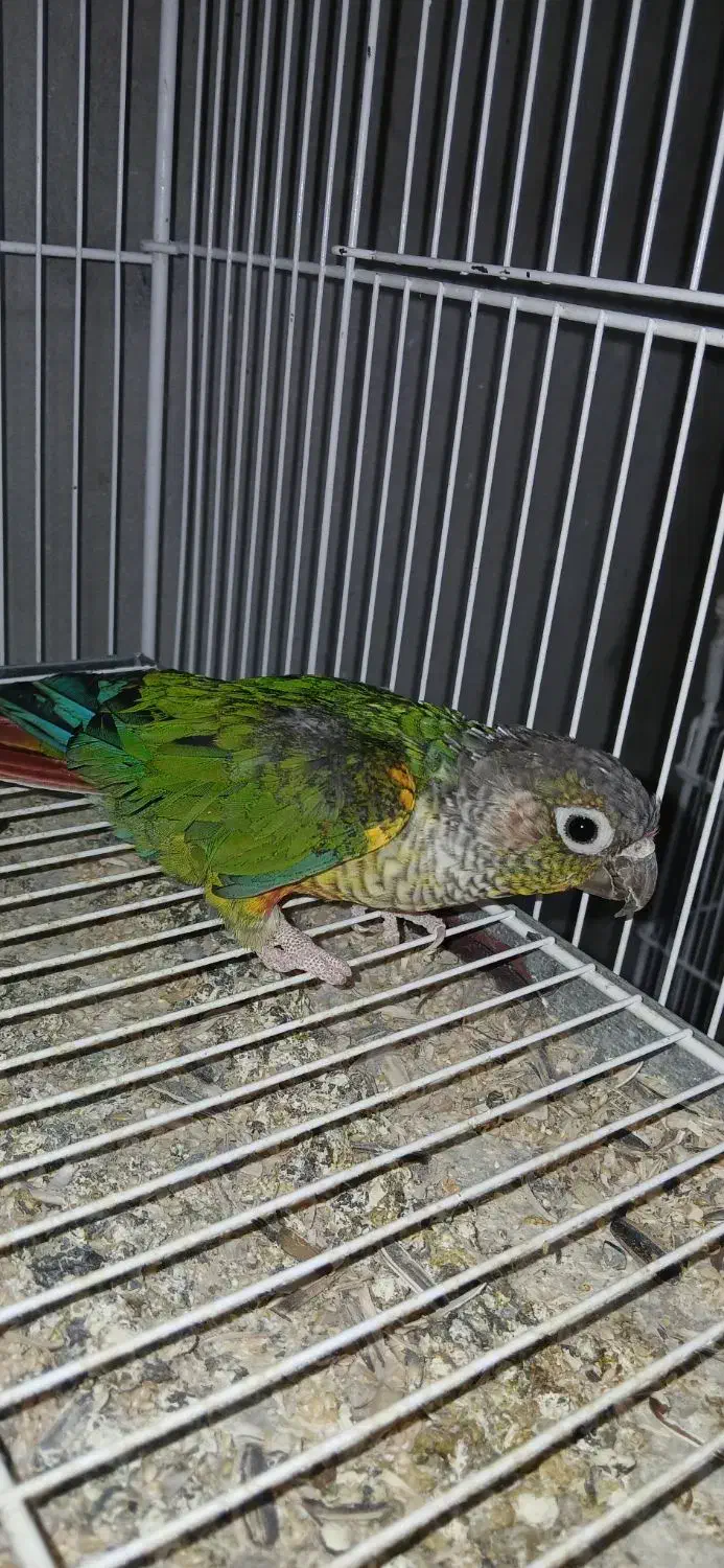 گرینچک نر بالغ با تست مشهد|پرنده|لار, |دیوار