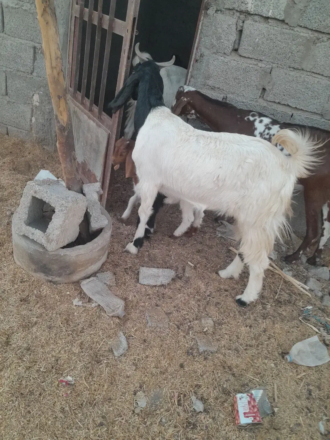 بز و گوسفند|حیوانات مزرعه|ایرانشهر, |دیوار