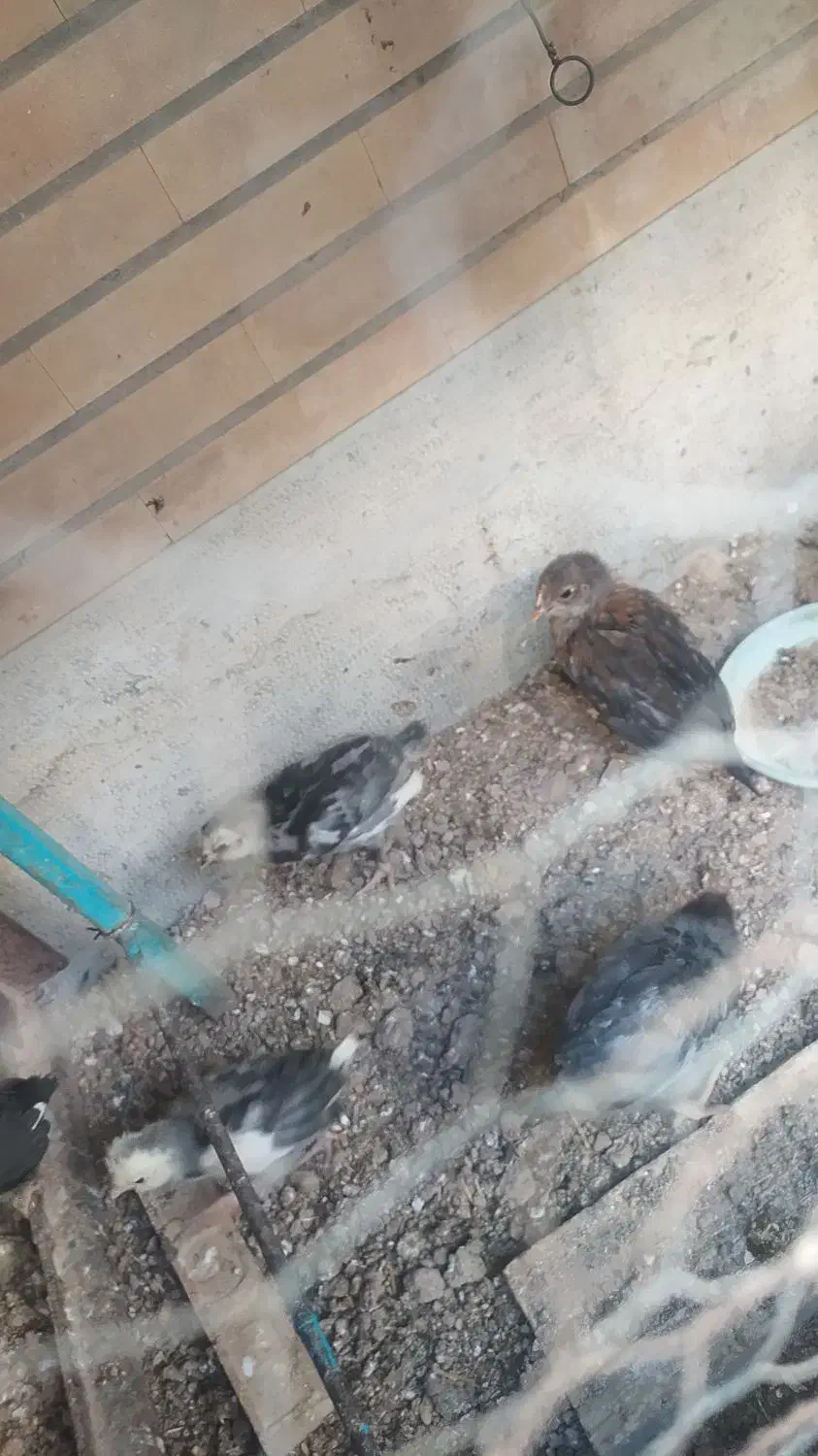 جوجه گلین یک ماهه|حیوانات مزرعه|اصفهان, دستگرده|دیوار