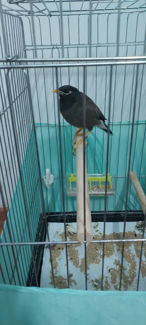 مرغ مینا|پرنده|تهران, شهرک فردوس (حسینی)|دیوار