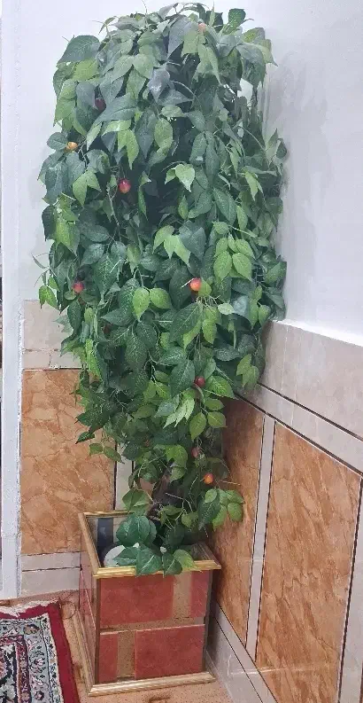 یک درختچه گیلاس|گل مصنوعی|اهواز, سخیریه|دیوار