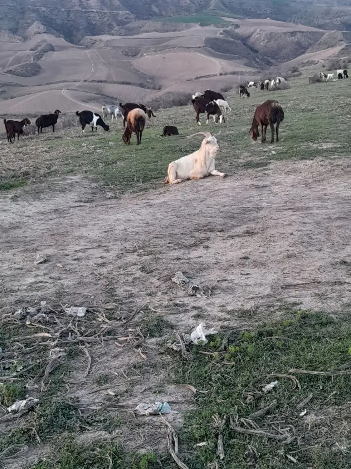 تکه اصیل|حیوانات مزرعه|کلاله, |دیوار