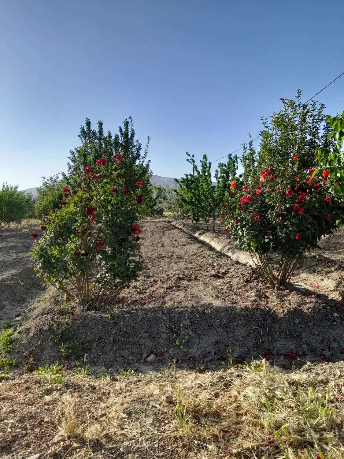 معاوضه باغ میوه ۴ساله در بهترین لوکیشن گلپایگان|فروش زمین و ملک کلنگی|گلپایگان, |دیوار