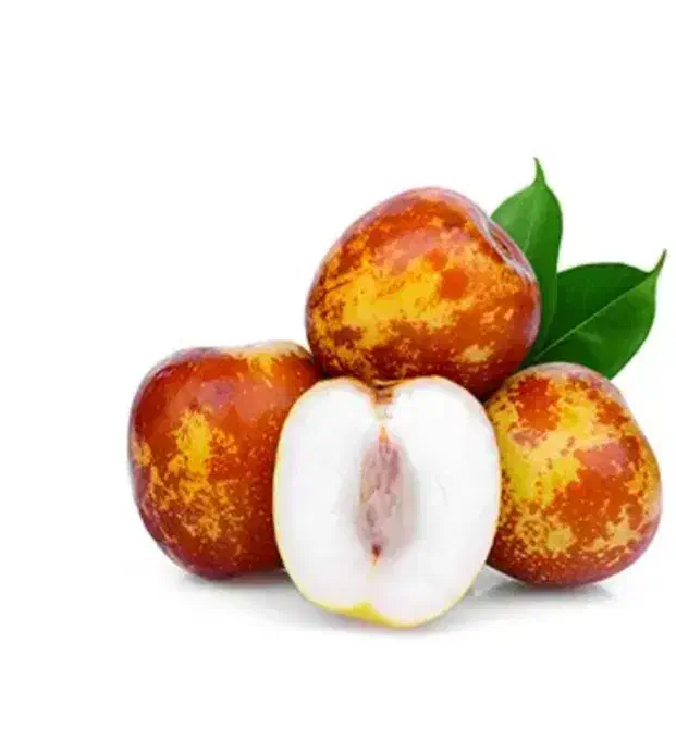 درخت عناب لانگ چینی ، نهال عناب ، نهالستان مشهد|خدمات باغبانی و درختکاری|مشهد, خواجه ربیع|دیوار