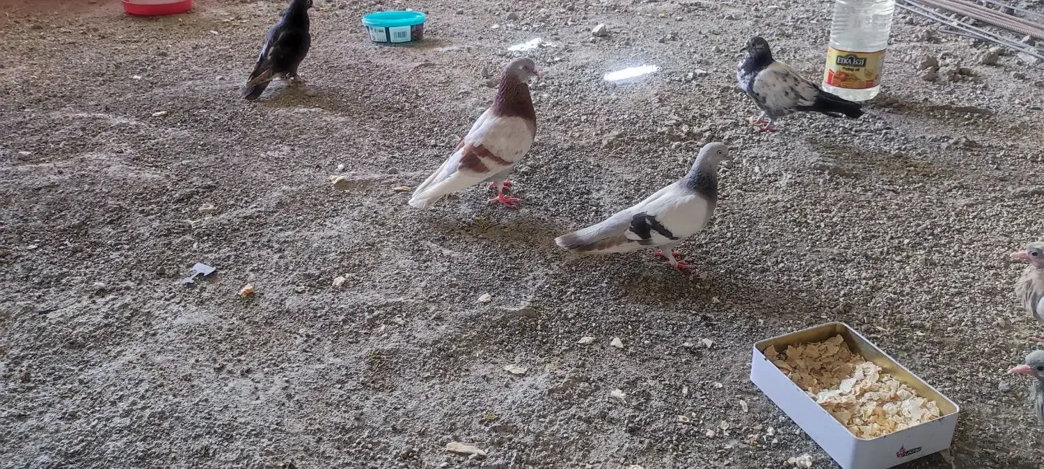 کبوتر ترکیه وشق شقی|پرنده|جوانرود, |دیوار