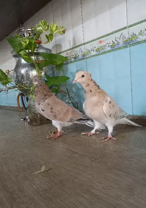 کفتر هفترنگ دمسفید کاشمر|پرنده|خلیل آباد, |دیوار