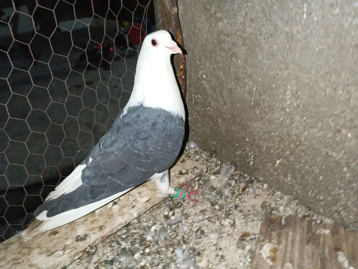 کفتر.کبوتر|پرنده|فردوس (خراسان), |دیوار