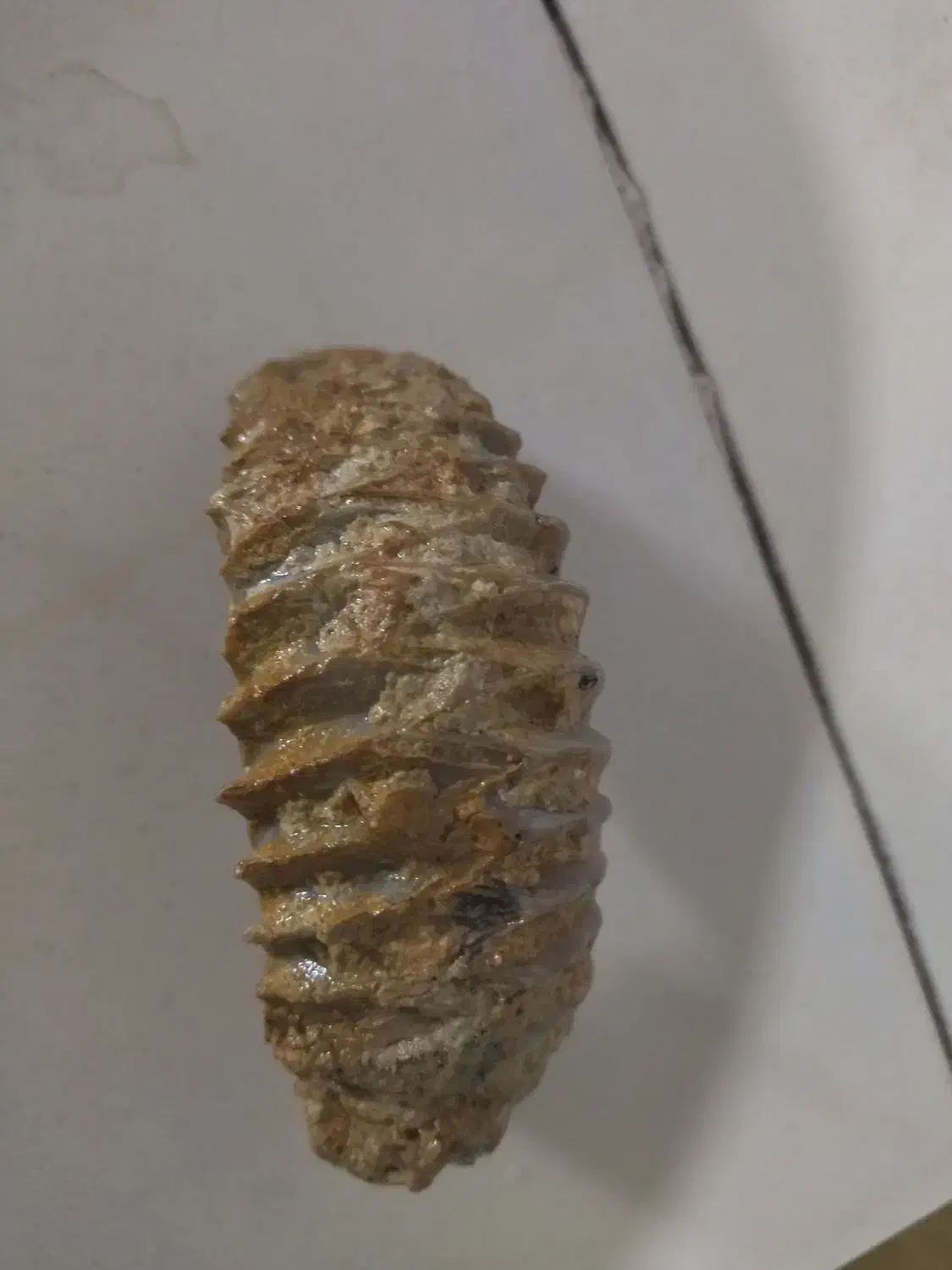 فسیی قدیمی|کلکسیون اشیاء عتیقه|بجنورد, |دیوار