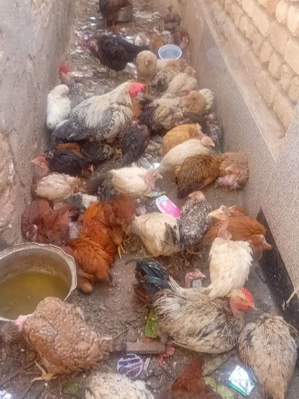 مرغ خروس رسمی گردن لختی  قیمت مناسب|حیوانات مزرعه|قم, یزدان‌شهر|دیوار