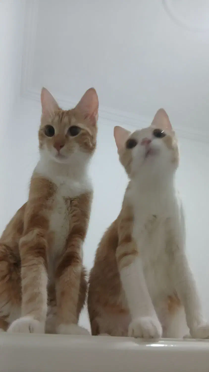 واگذاری گربه رایگان|گربه|رشت, حمیدیان|دیوار