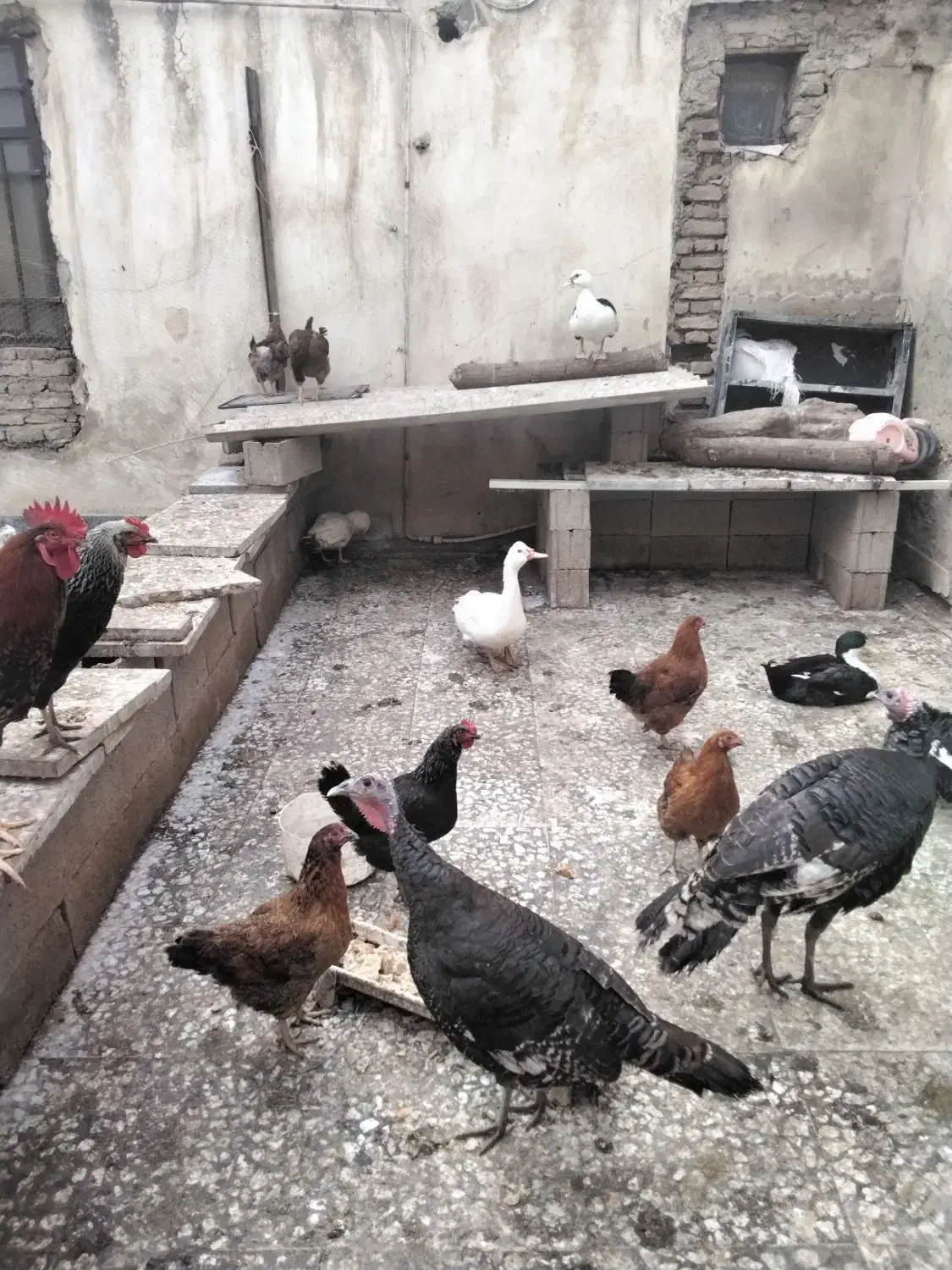 مرغ و اردک محلی|حیوانات مزرعه|نگین شهر, |دیوار