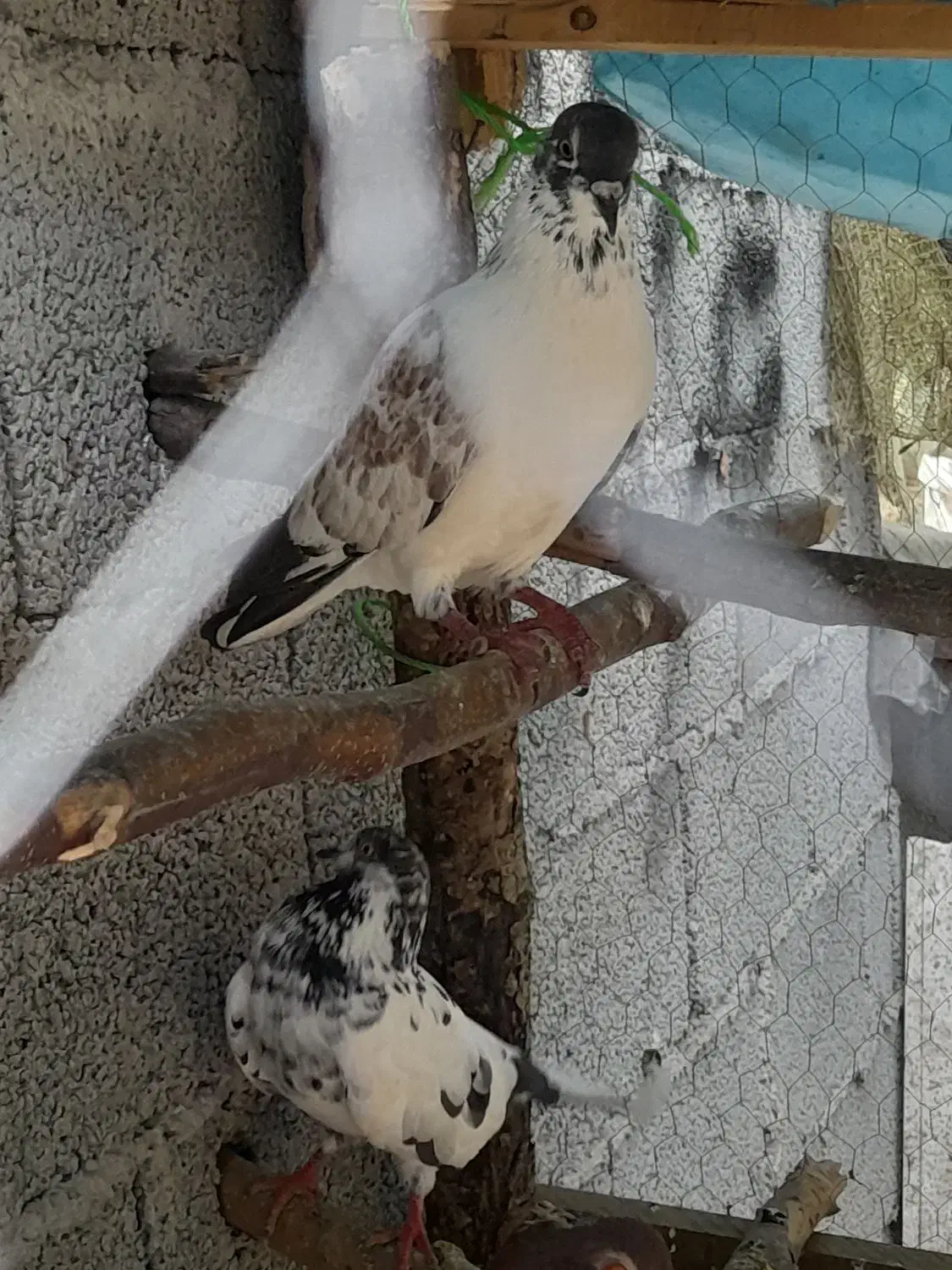 کبوتر پرشی|پرنده|گوراب زرمیخ, |دیوار