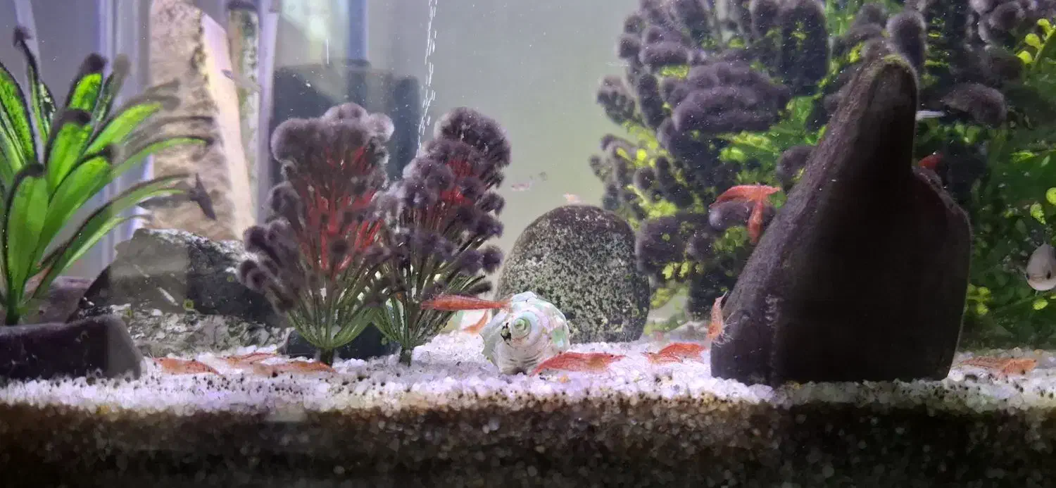 ماهی گپی ، میگو|ماهی|تبریز, |دیوار