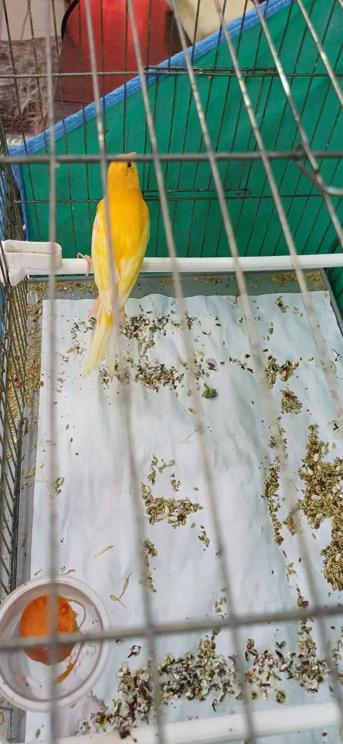 قناری نر قرمز|پرنده|اردبیل, |دیوار