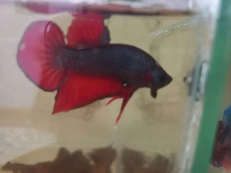 بتا،فایتر|ماهی|سیاهکل, |دیوار