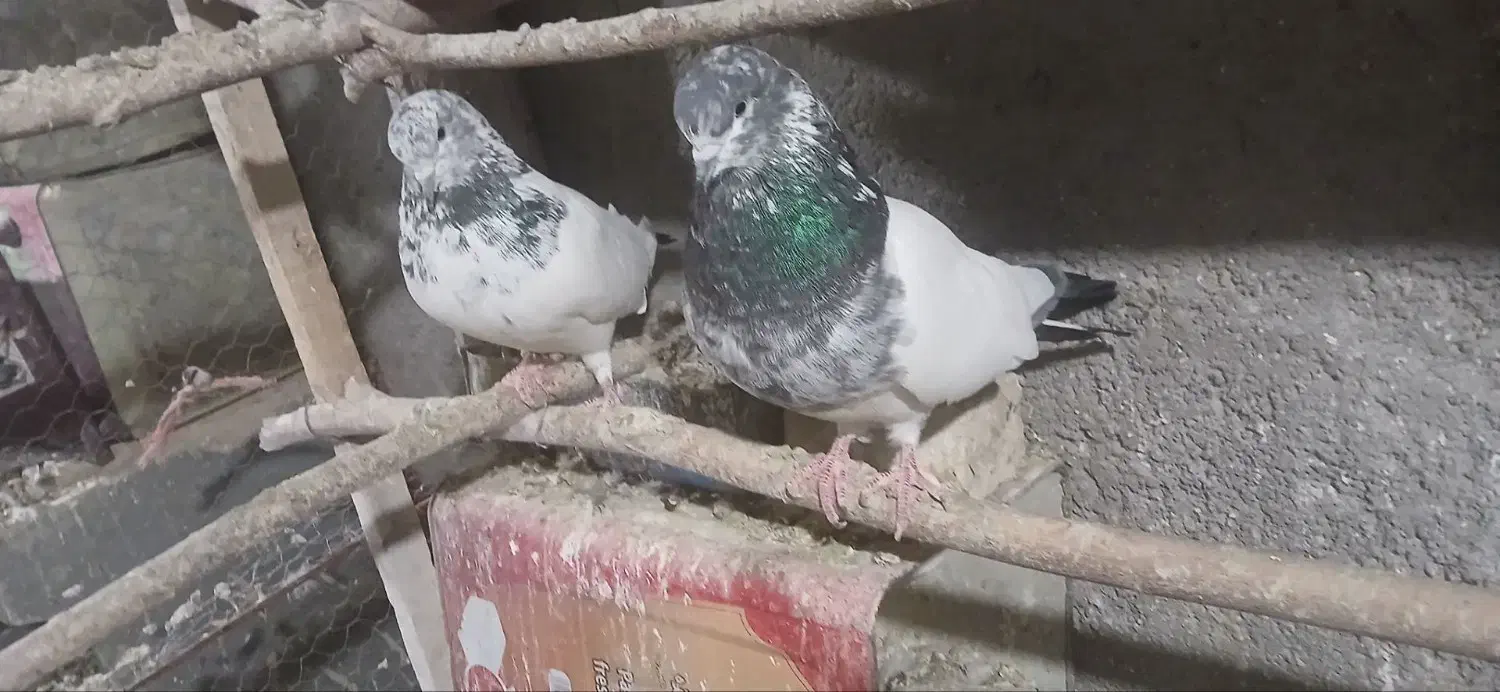 کله دم سبز نرو ماده|پرنده|درگزین, |دیوار