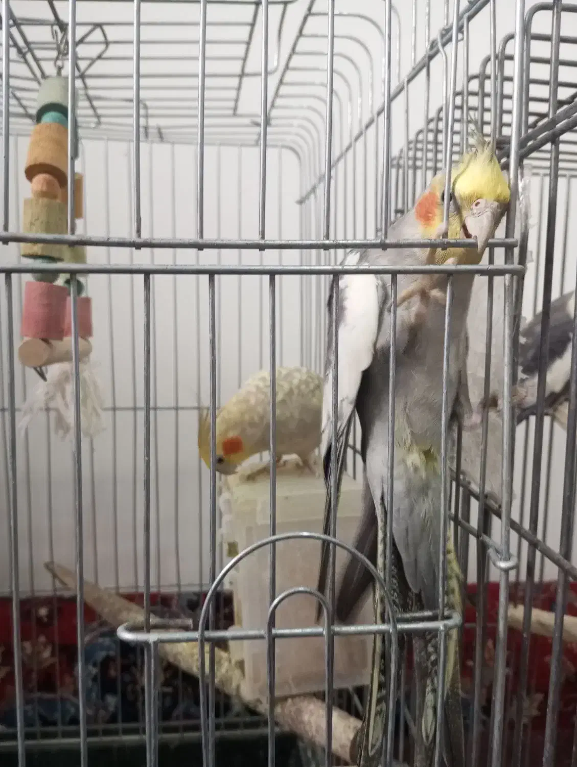 عروس هلندی نر و ماده|پرنده|شیرگاه, |دیوار