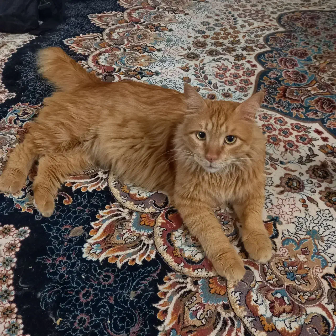 واگذاری سرپرستی گربه|گربه|قم, باجک یک|دیوار