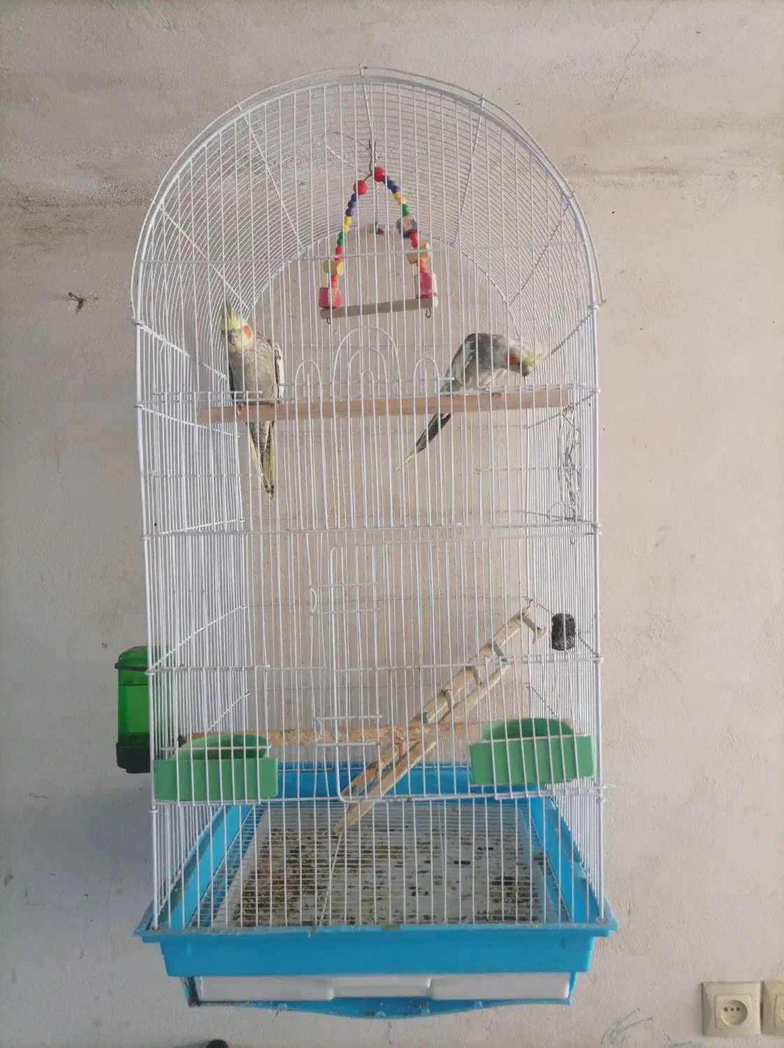 عروس هلندی مولد|پرنده|ایوان, |دیوار