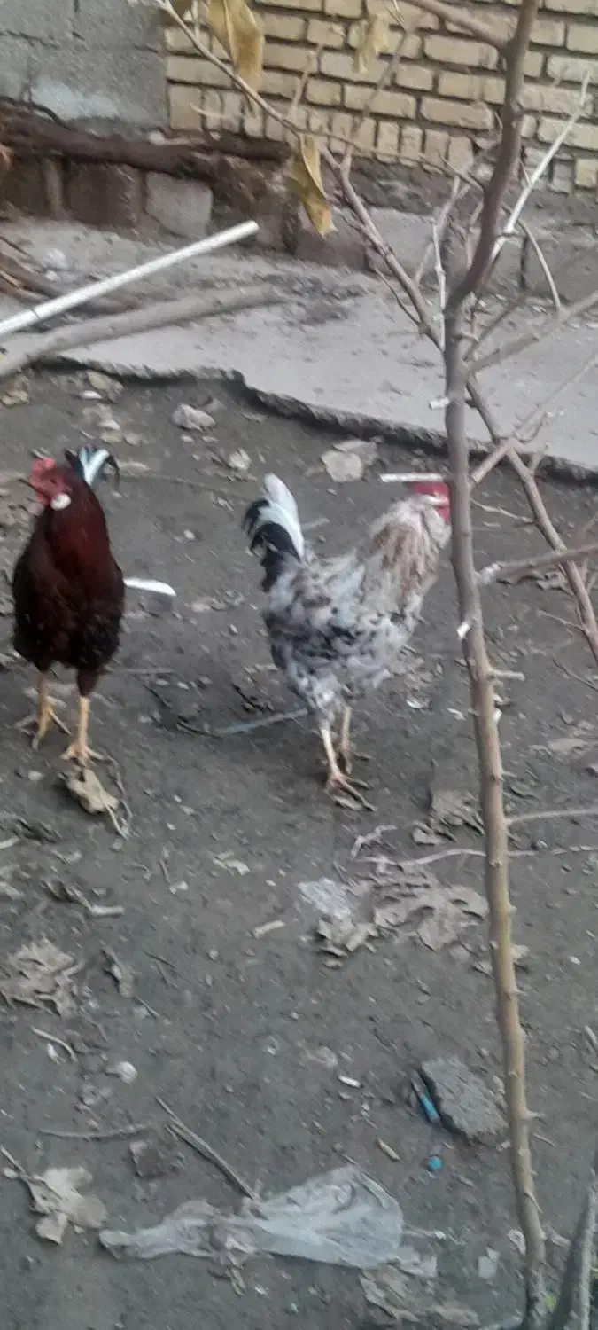 فروش خروس گلین|حیوانات مزرعه|گتوند, |دیوار