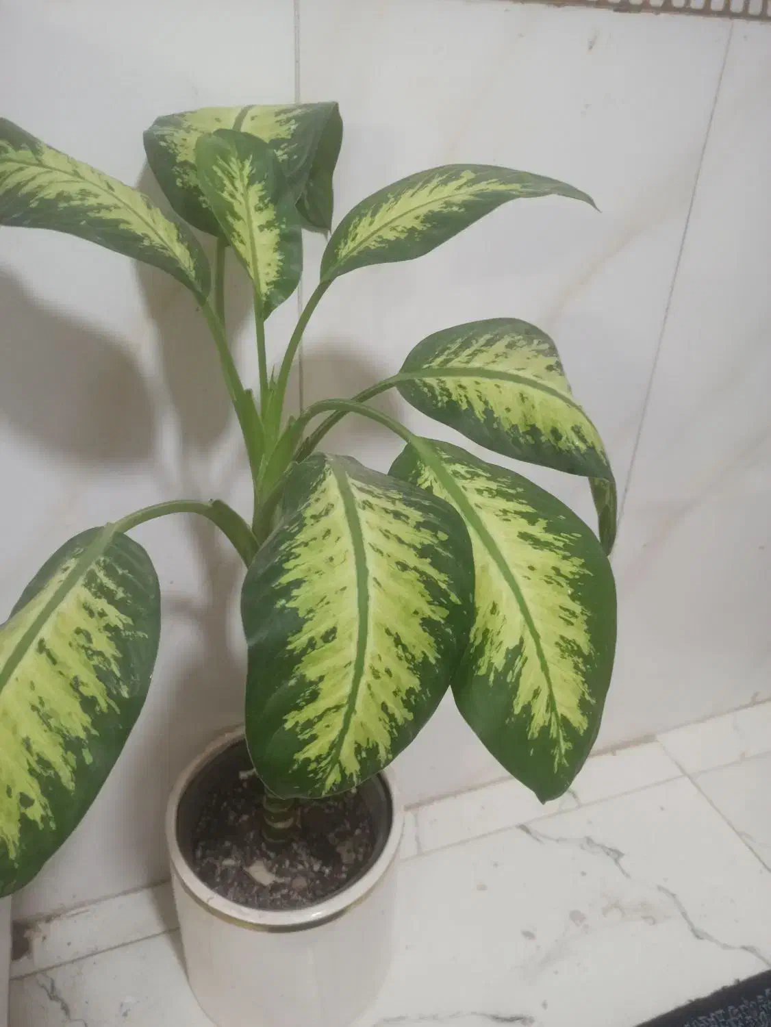 گل دیفن|گل و گیاه طبیعی|گرگان, |دیوار