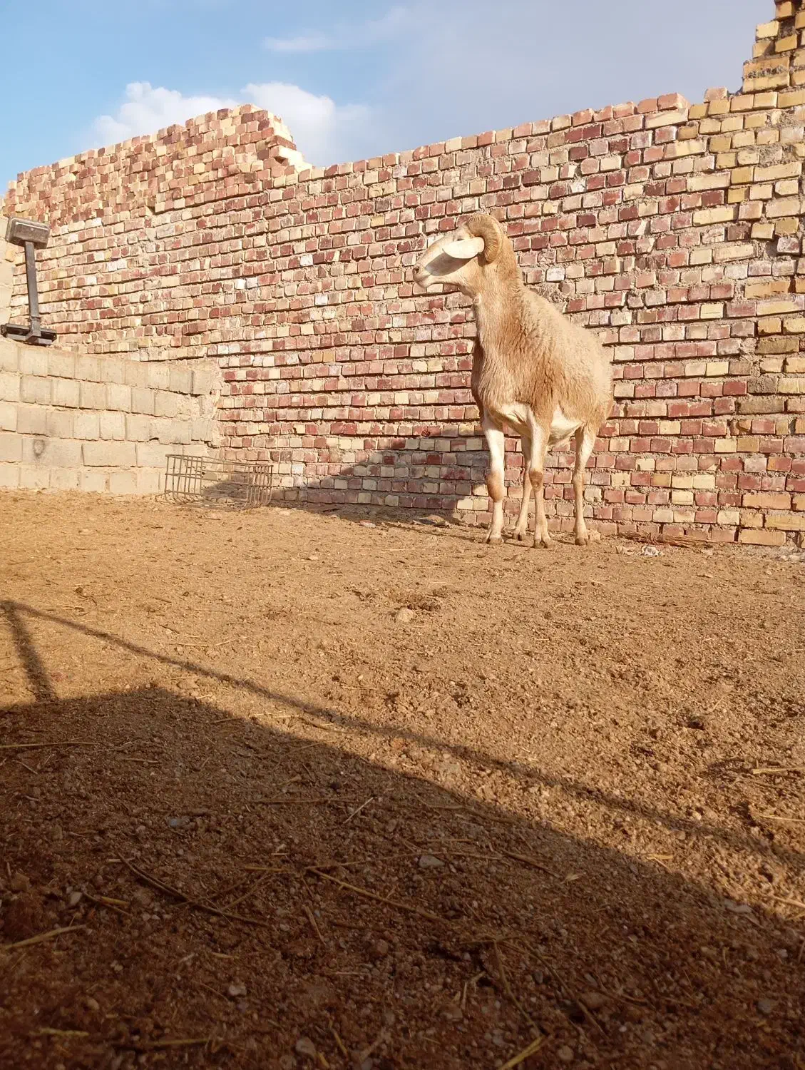 قوچ بخته 4دندان درجه یک|حیوانات مزرعه|تربت جام, جامرود|دیوار