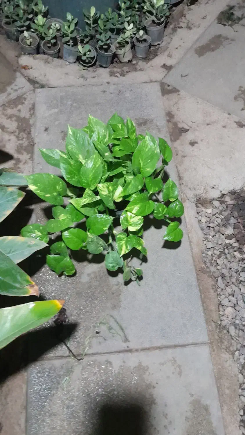 گل خانه باران گل های آپارتمانی|گل و گیاه طبیعی|قزوین, |دیوار