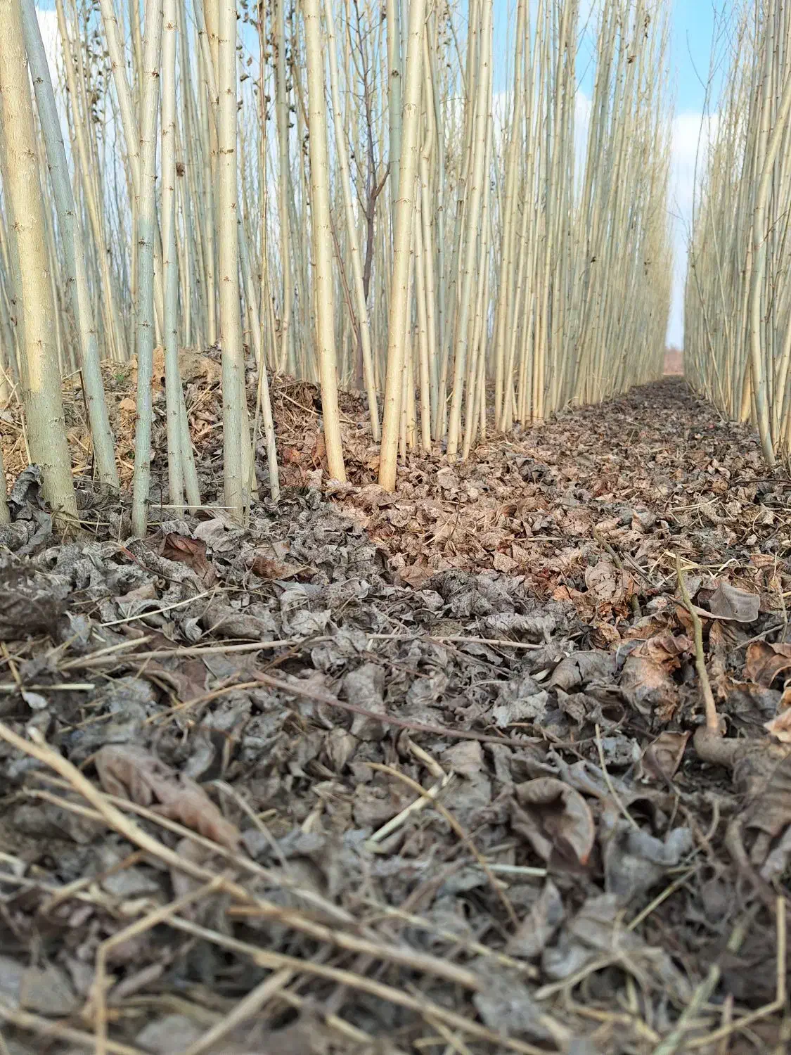 صنوبر نیگرا|خدمات باغبانی و درختکاری|آمل, |دیوار