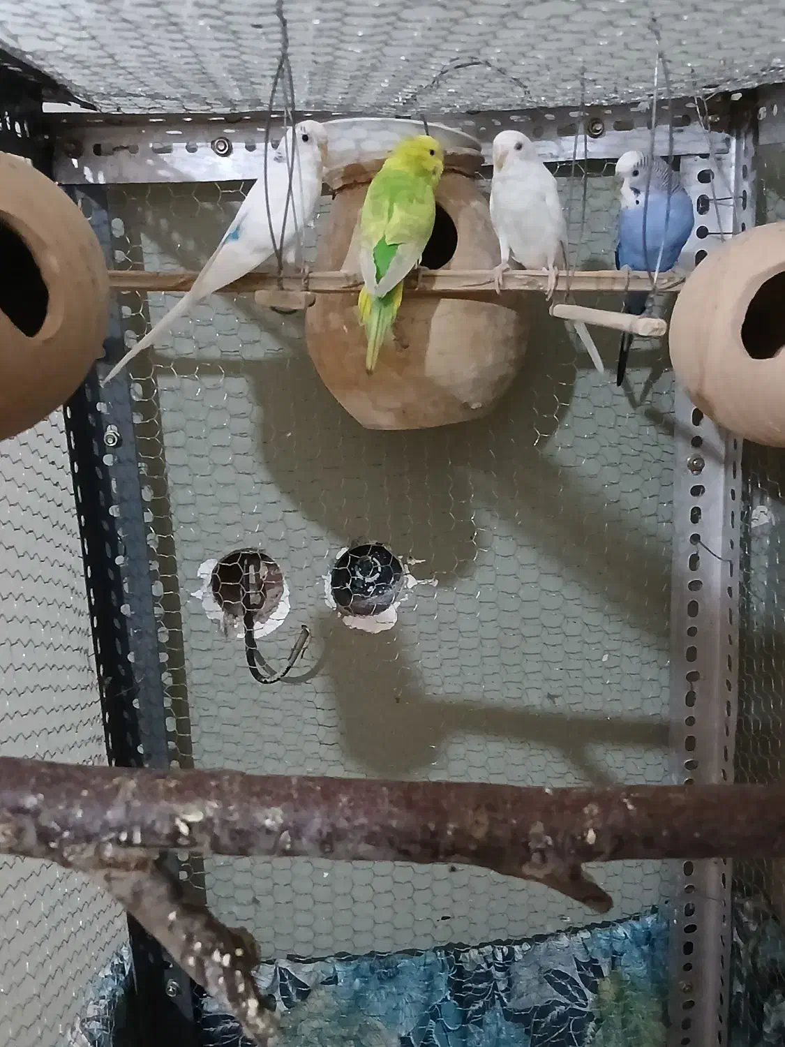 مرغ عشق فروشی|پرنده|ایرانشهر, |دیوار