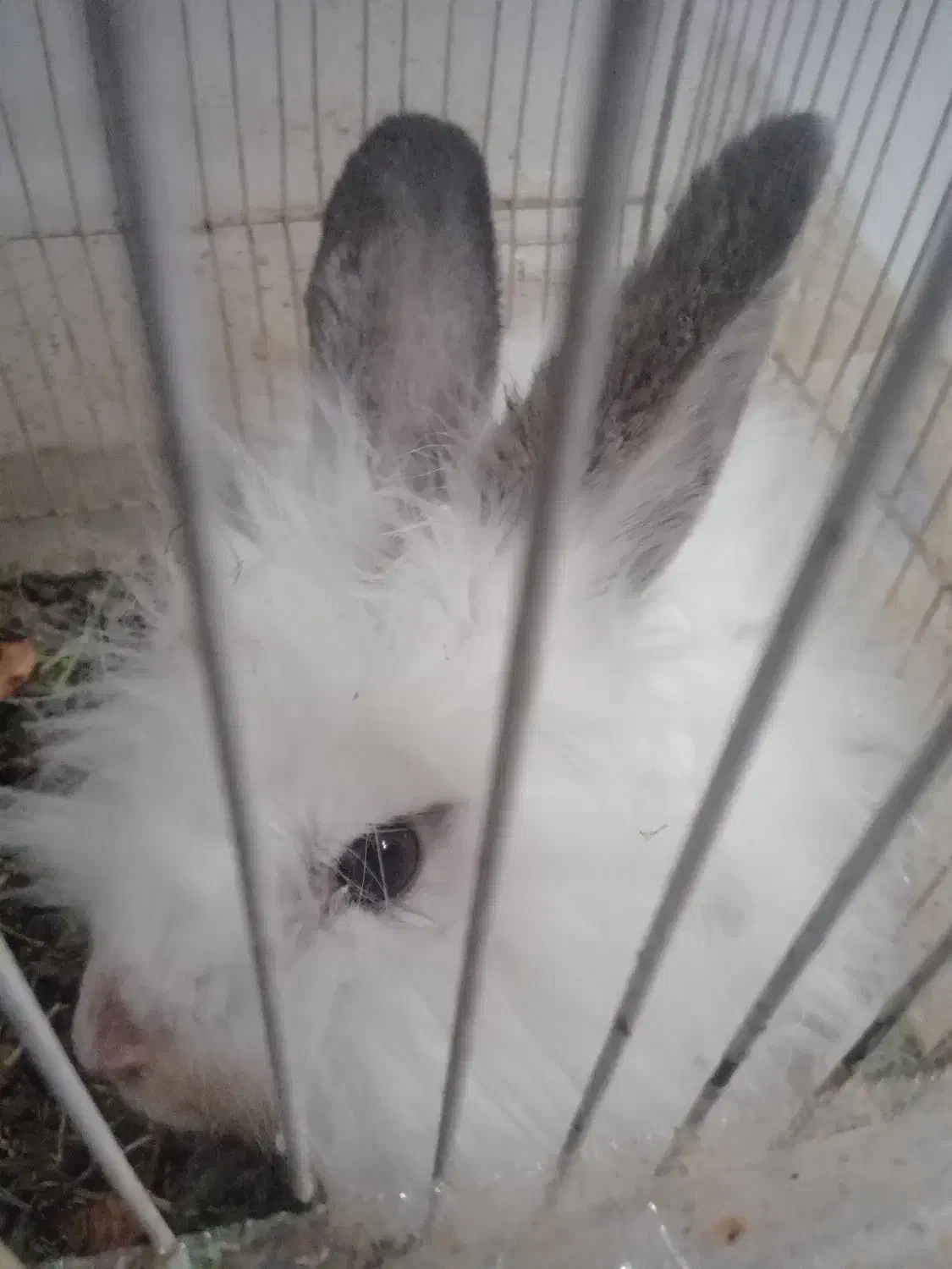 خرگوش|موش و خرگوش|خواف, |دیوار