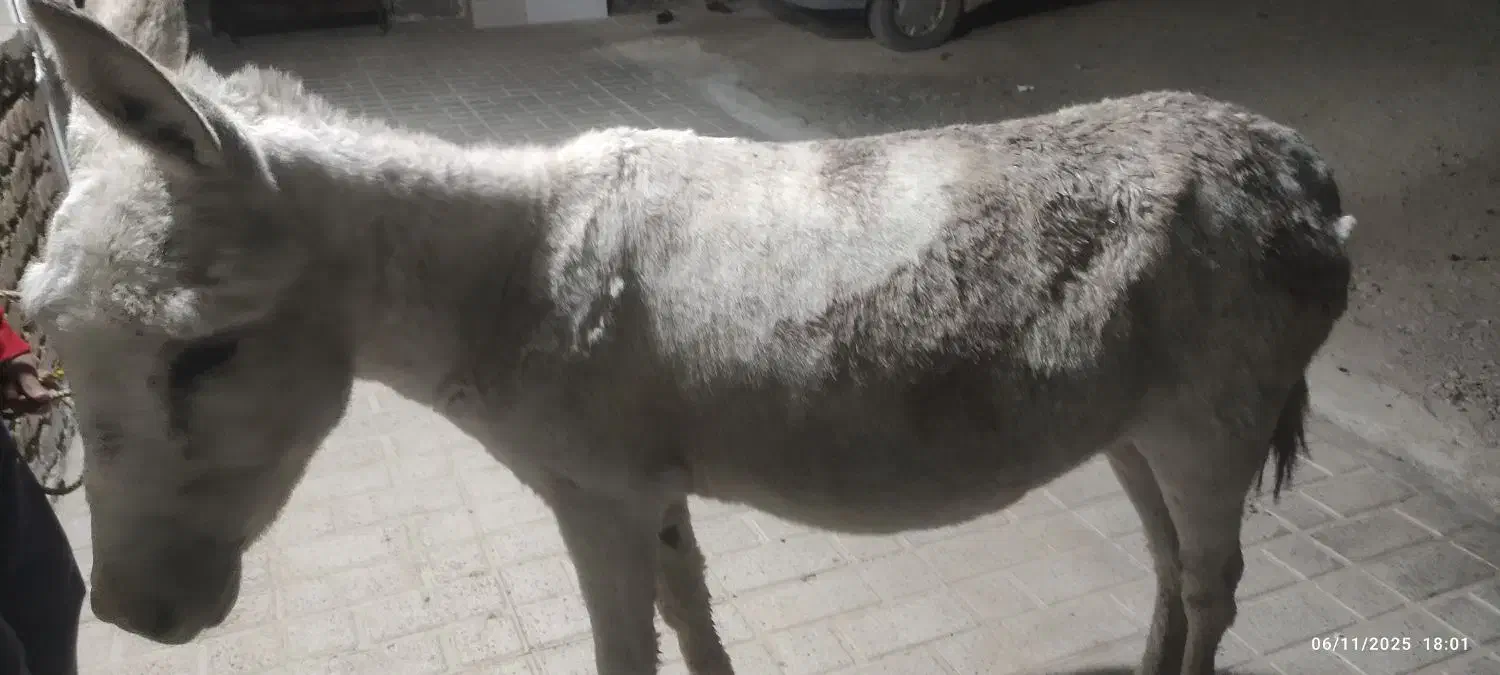 الاغ ماده جوان مخصوص گله|حیوانات مزرعه|الیگودرز, |دیوار