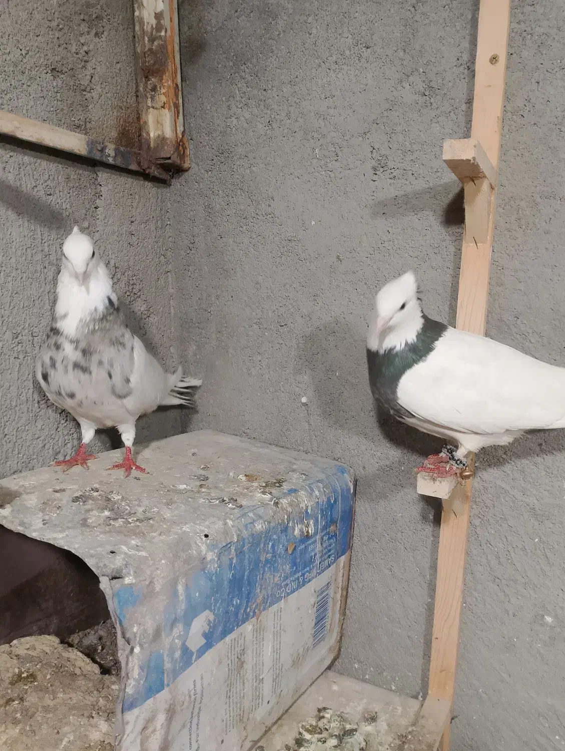 کفتر|پرنده|مشهد, خواجه ربیع|دیوار