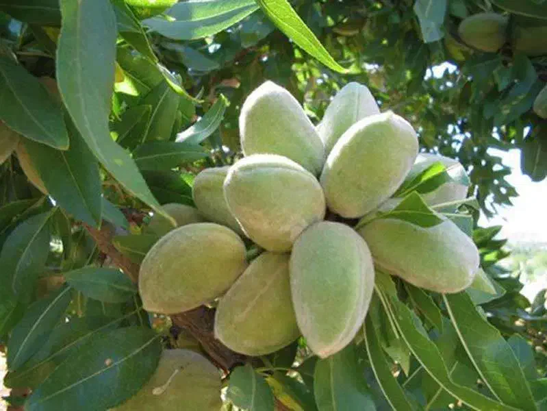 نهالستان  ، درخت کم آب ، نهال گلخانه در مشهد|خدمات باغبانی و درختکاری|مشهد, خواجه ربیع|دیوار