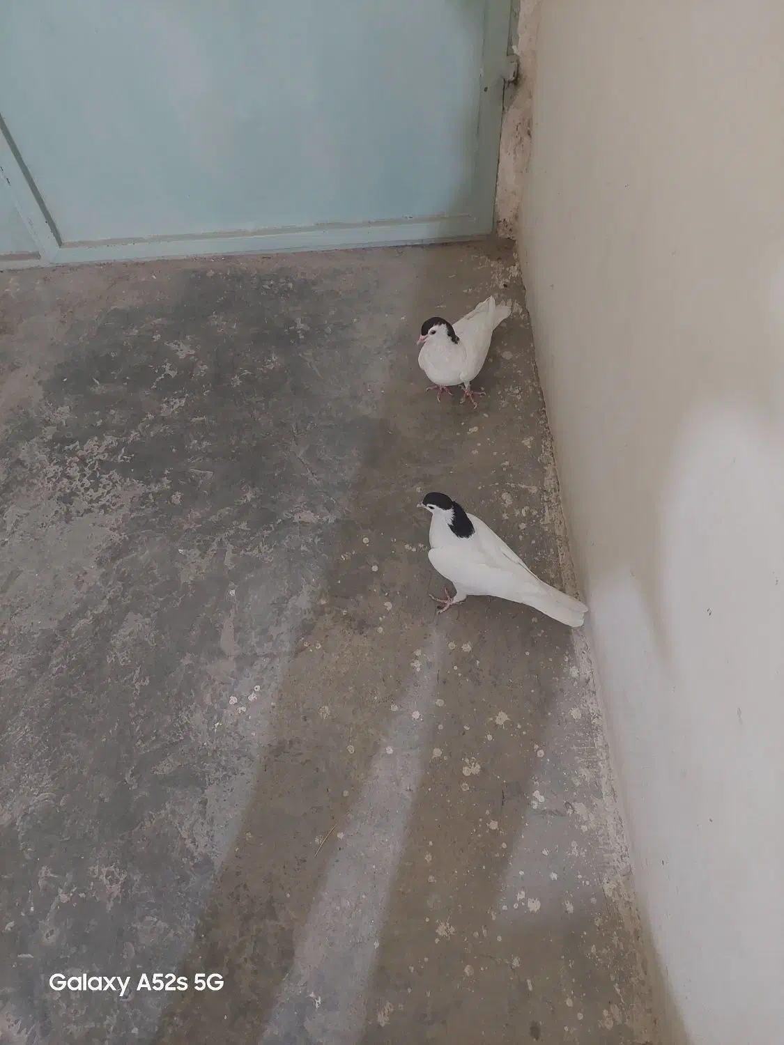 کبوتر|پرنده|قائن, |دیوار