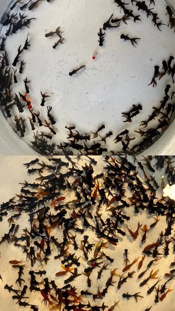 عروس ماهی|ماهی|شاهرود, |دیوار