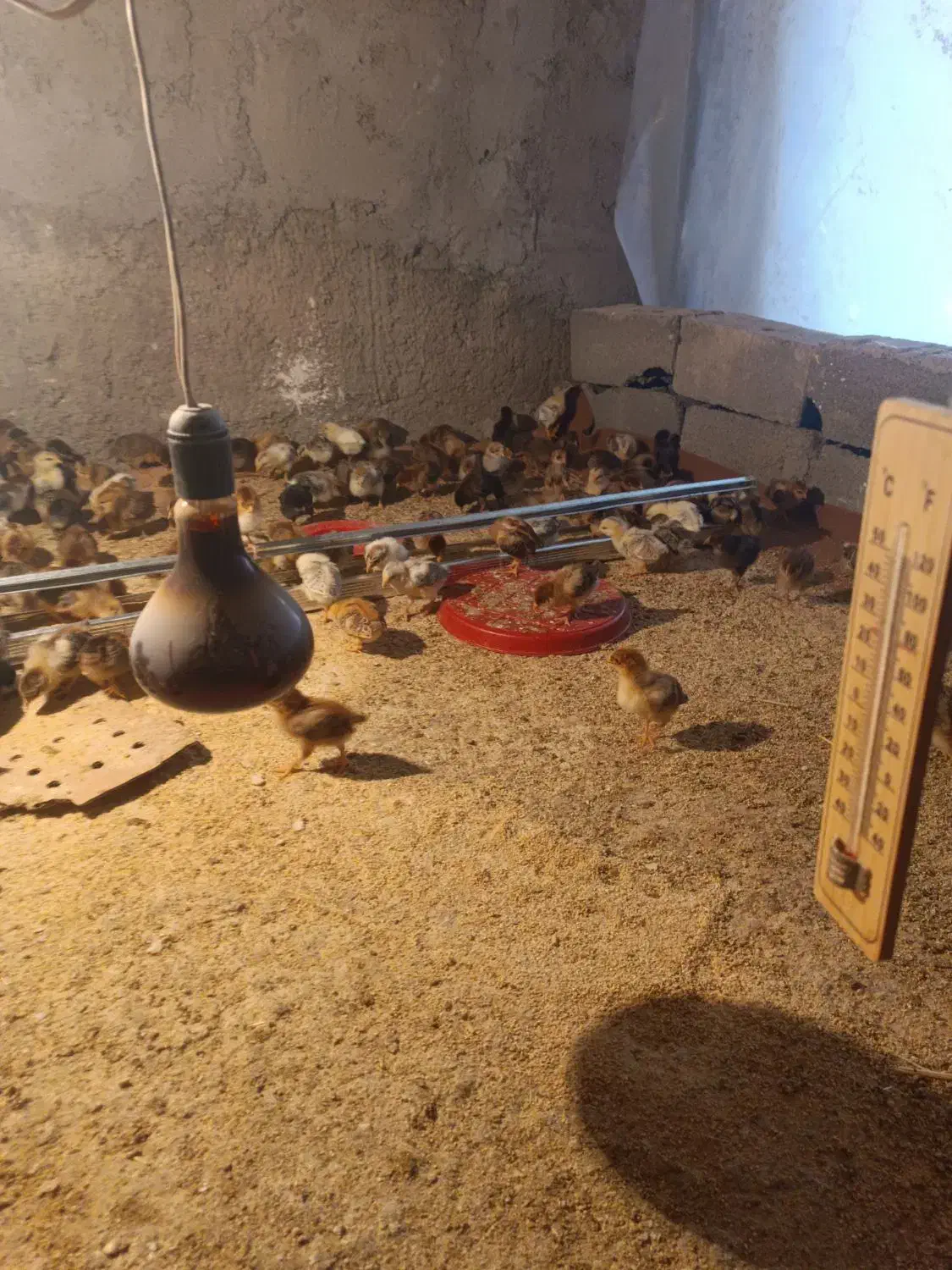 جوجه گلپایگانی 20روزه|حیوانات مزرعه|قلعه نو, |دیوار