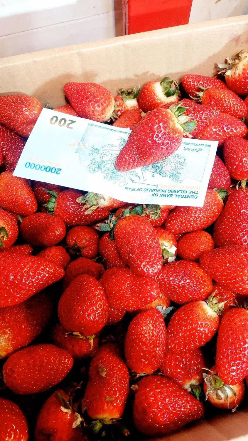 توت فرنگی|عمده‌فروشی|همدان, |دیوار