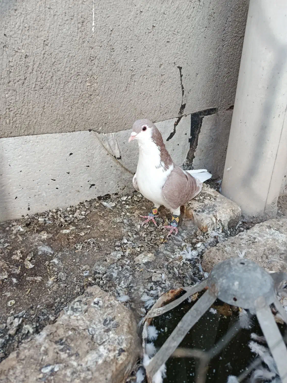 صده نر.|پرنده|سبزوار, شرق کال جنوبی (شمس آبادی)|دیوار