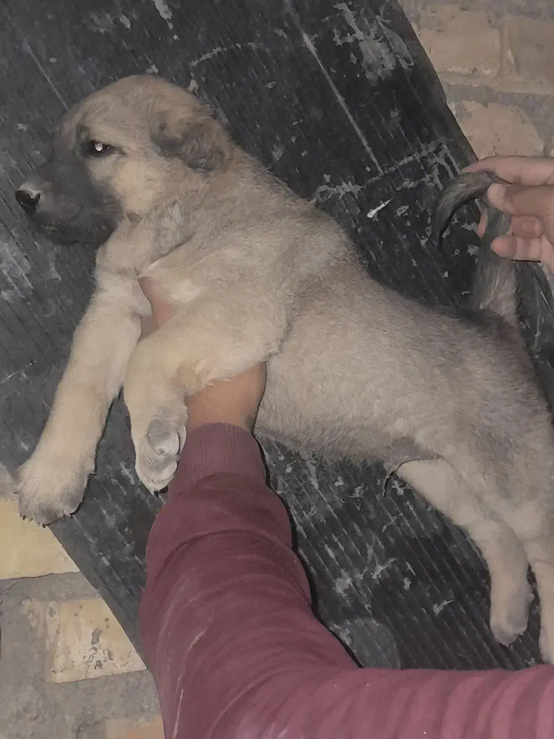 واگذاری سگ پژدر سرابی نگهبان گله|سگ|باقرشهر, |دیوار