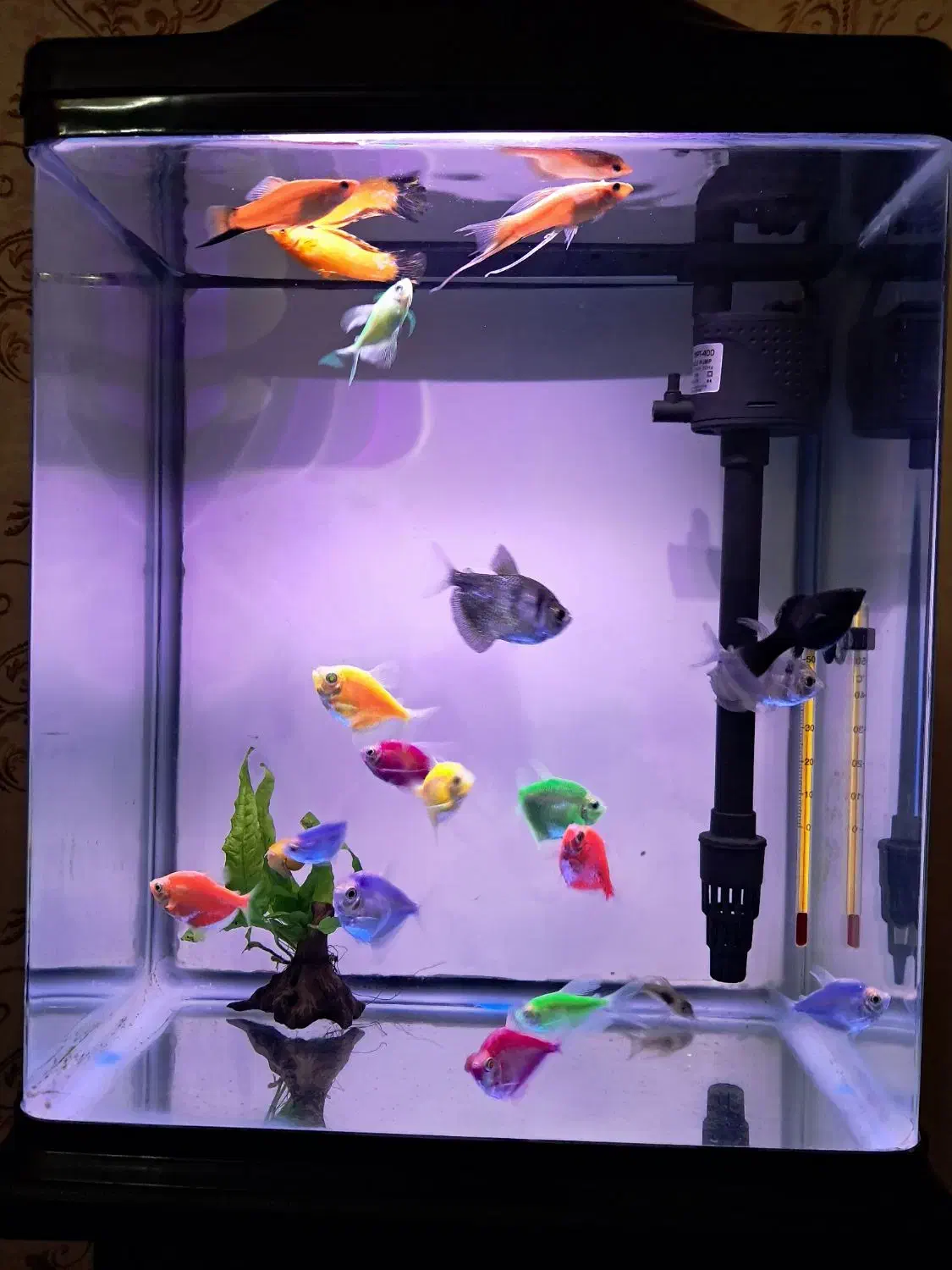 ماهی کالر مولی20عدد|ماهی|تبریز, |دیوار