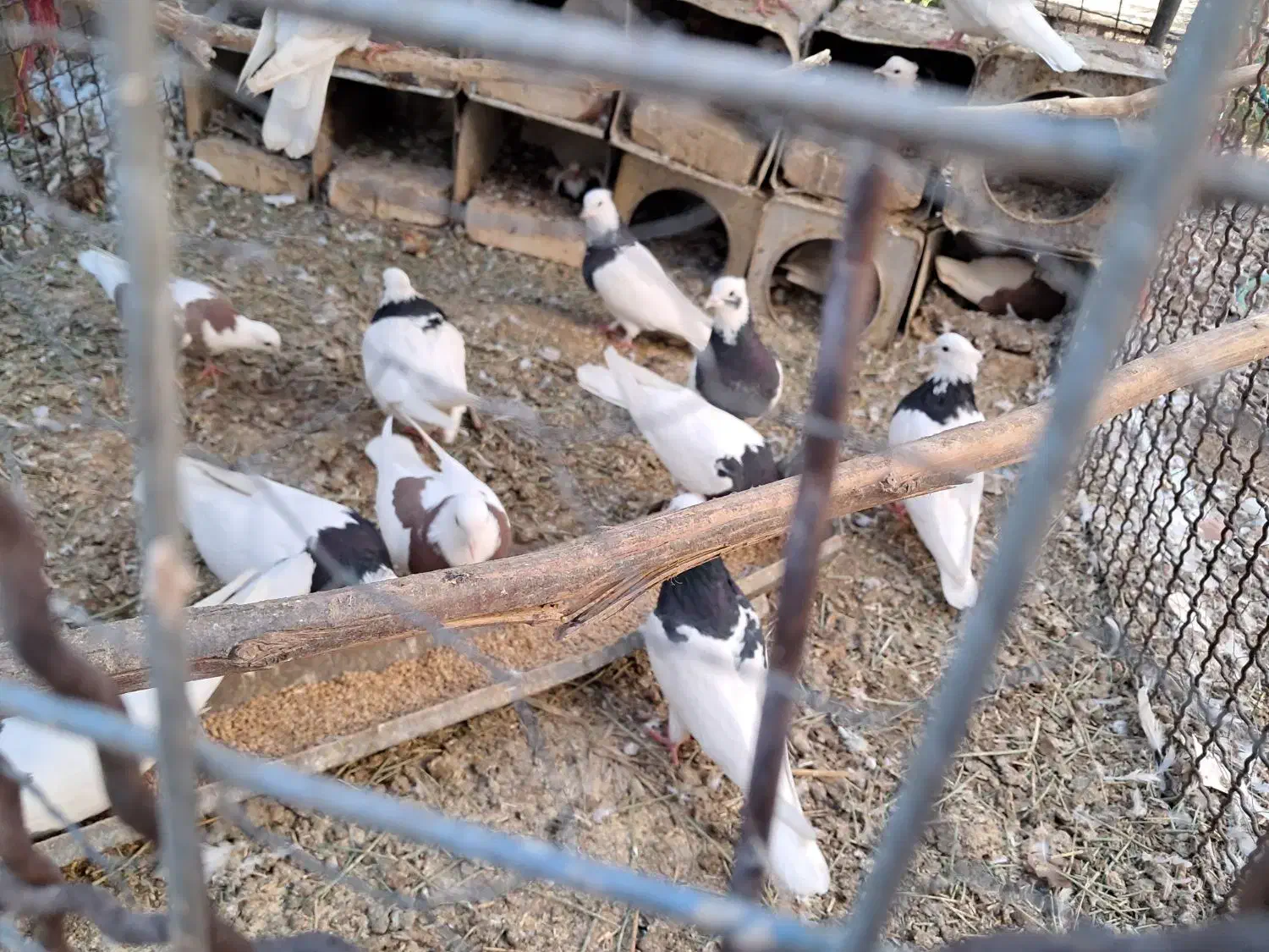 کبوتر طوقی|پرنده|تفت, |دیوار