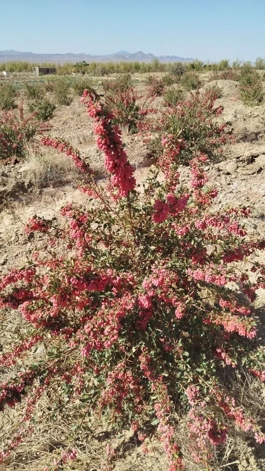 زمین کشاورزی با اب|فروش زمین و ملک کلنگی|سرداران, |دیوار
