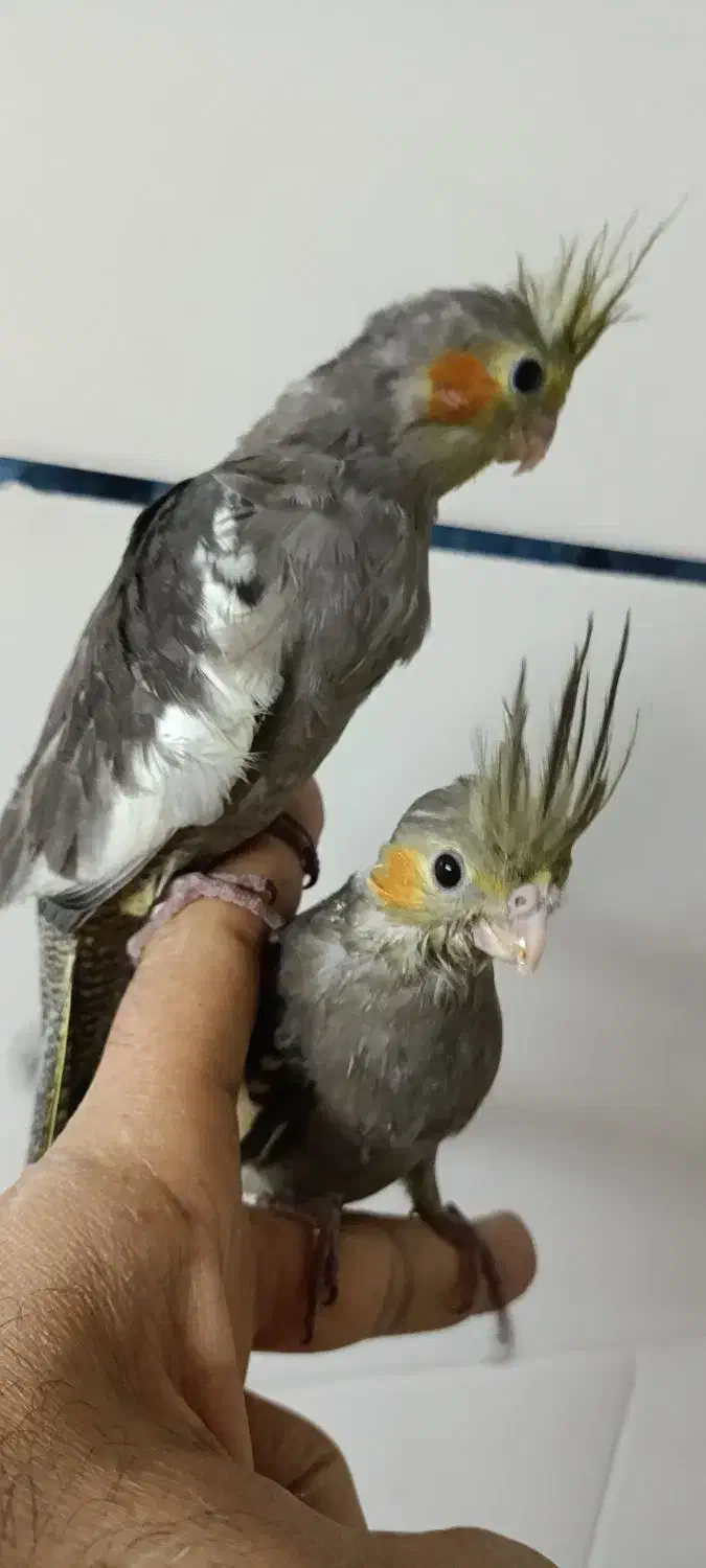 طوطی برزیلی و عروس هلندی|پرنده|برازجان, |دیوار