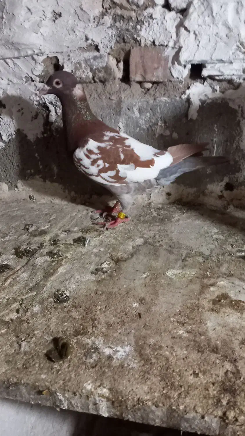 کارل میولمنز|پرنده|گنبد کاووس, |دیوار