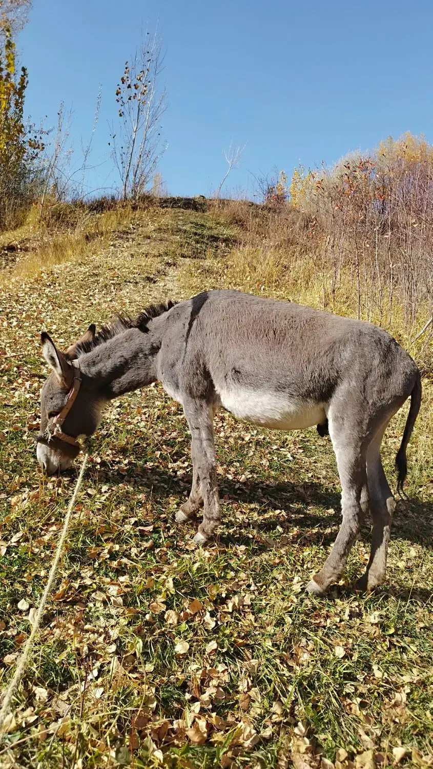 الاغ|حیوانات مزرعه|قره پشتلو, |دیوار